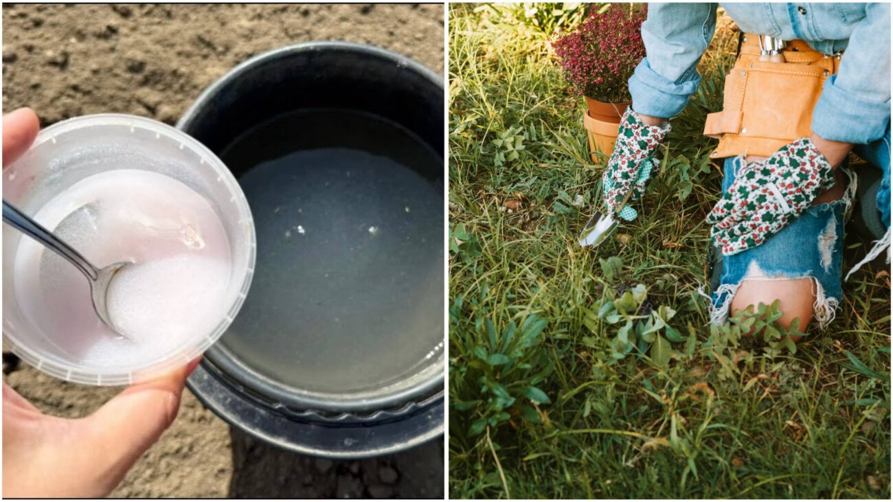 Садівники поділилися простим методом, який допоможе швидко позбутися бур'янів