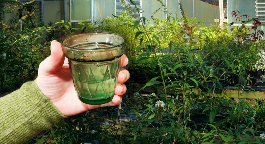 “Копійчаний” розчин проти бур’янів: ділянка стає чистою вже за 1 добу – ефект тримається 3 місяці 