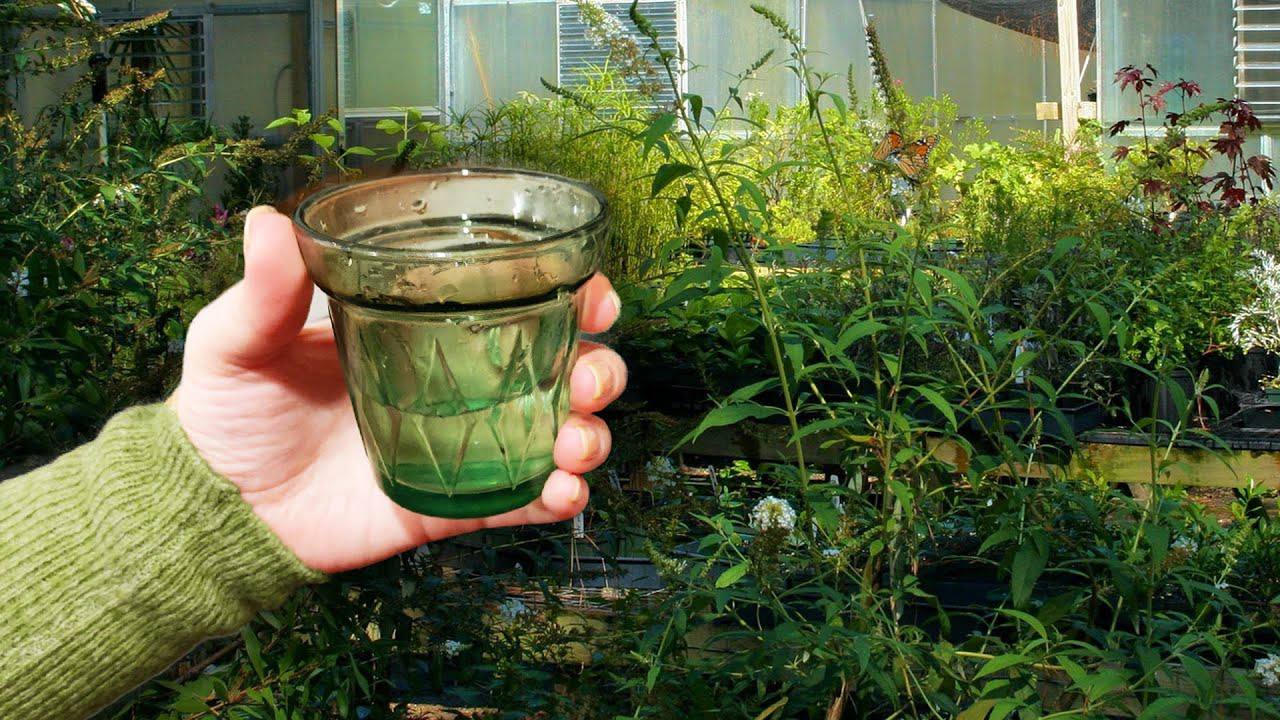 Садівники поділилися простим методом, який допоможе швидко позбутися бур'янів