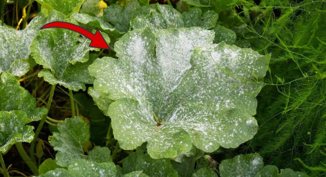 30 мл на відро – і пероноспороз тікає з городу: грибок гине на 90%, а огірки сяють здоров’ям 