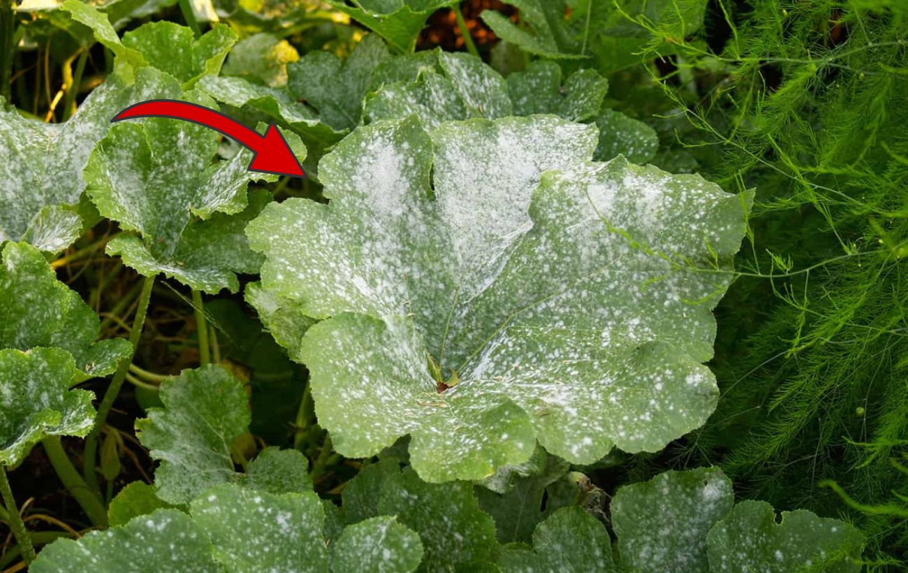 Експерти розповіли, як впоратися з борошнистою росою на городі