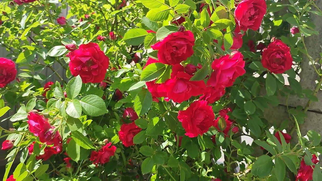 Садівники назвали 5 кращих добрив для цвітіння троянд Садівники назвали 5 кращих добрив для цвітіння троянд