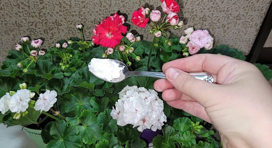 1 ложка під кущ – і “лису” герань просто не впізнати: цвіте неймовірно пишними шапками всі 365 днів 