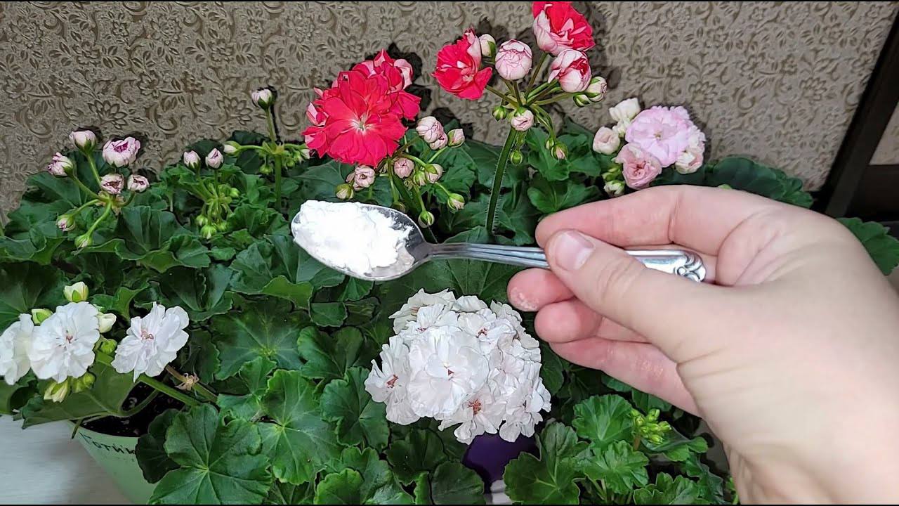 Квітникарі поділилися підживленням, яке допоможе герані дуже рясно цвісти