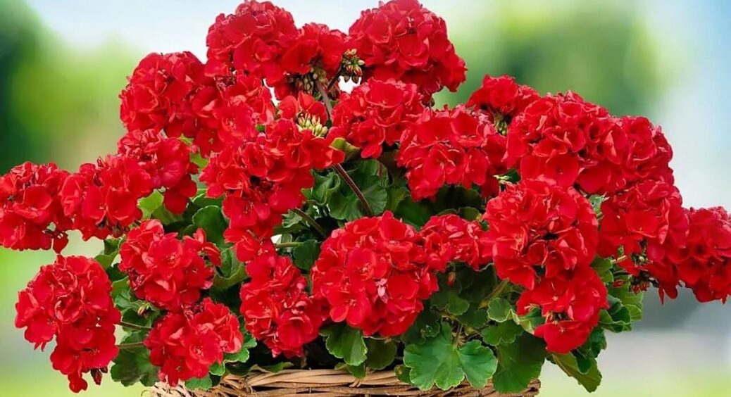 Герань пахне цілу осінь, аж до зими: й цвіте рясно, а секрет простіший простого – це треба спробувати 