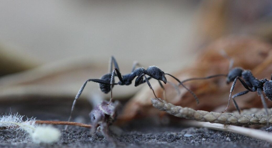 Змішую цукор із крейдою – і мурашки тікають з ділянки за 3 дні: метод, який знає бабуся вже 40 років 