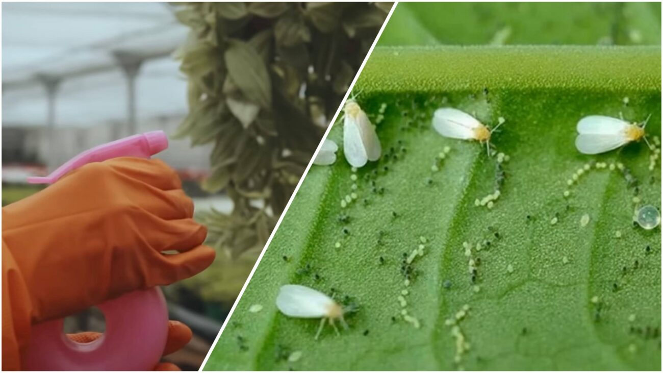 Садівники розповіли, як швидко позбутися білокрилки на рослинах