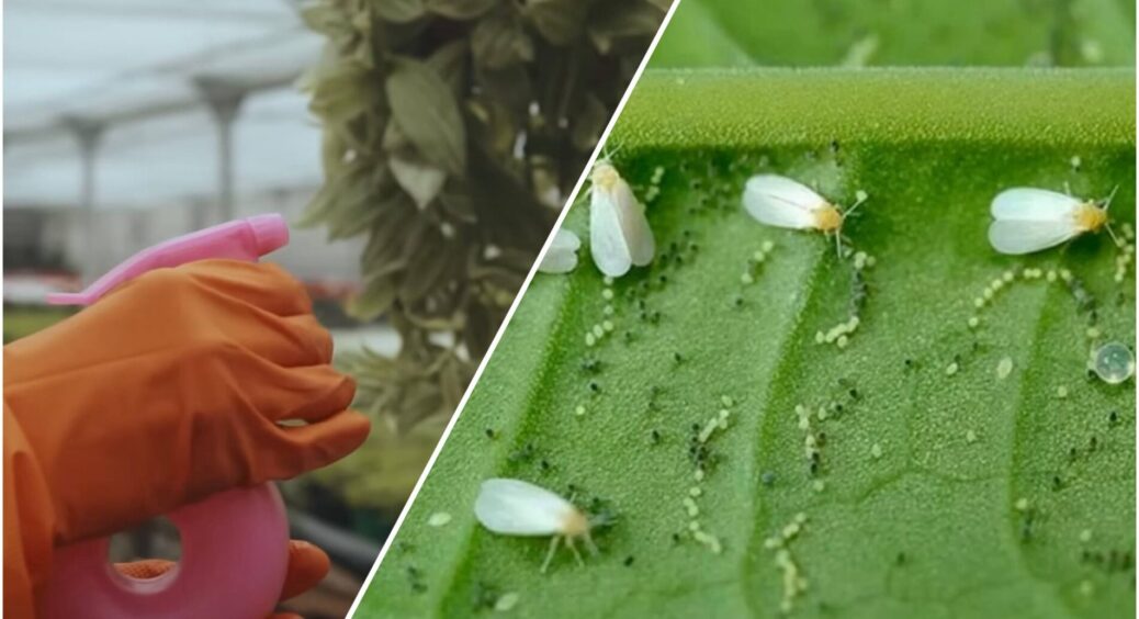 Перевертаю листок – а там ціла армія білих мошок: як не пропустити білокрилку в теплиці на ранній стадії 