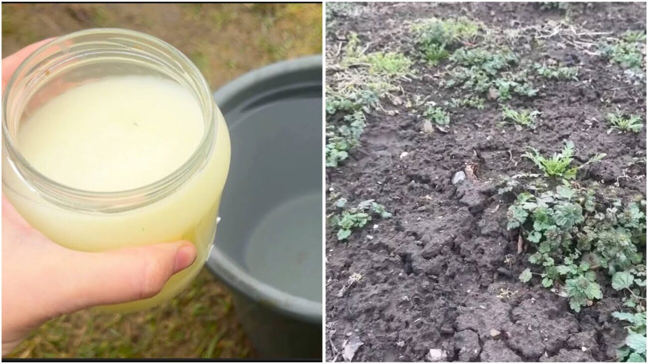 Агрономи розповіли, як позбутися бур'янів на ділянці за допомогою одного розчину