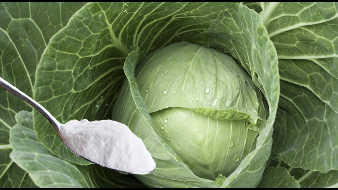 Городники розповіли, чим підживити капусту у вересні