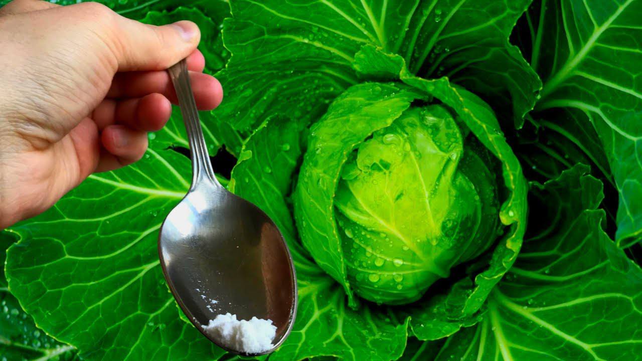 Садівники назвали 2 дієві підживлення для капусти, щоб плоди чудово зберігалися