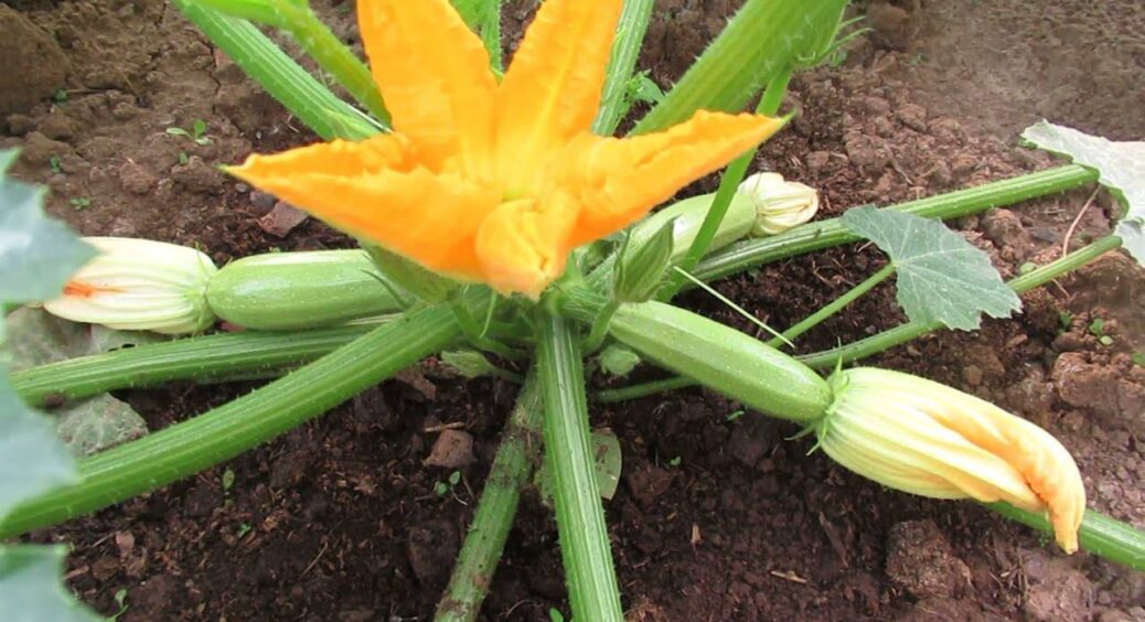 Жіночі квіти з зав’яззю залишаю – чоловічі видаляю: кабачки плодоносять хвилями до заморозків 
