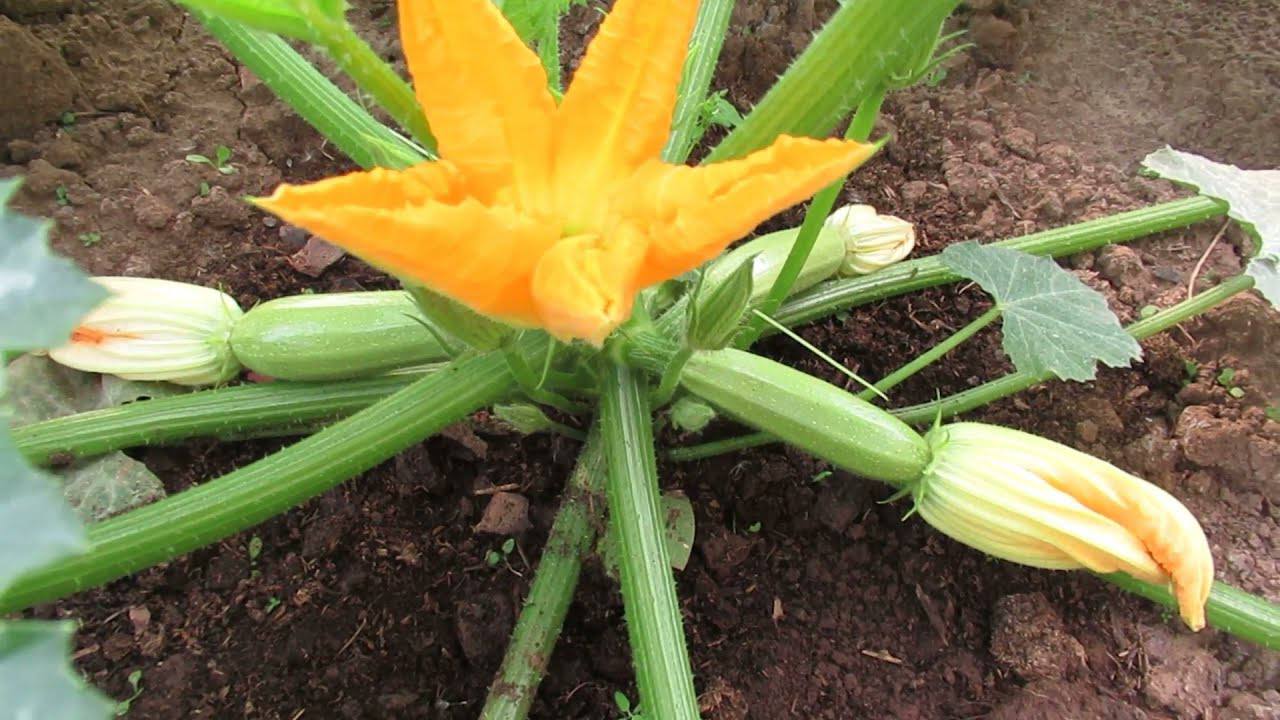 Експерти розповіли, як доглядати за кабачками у вересні