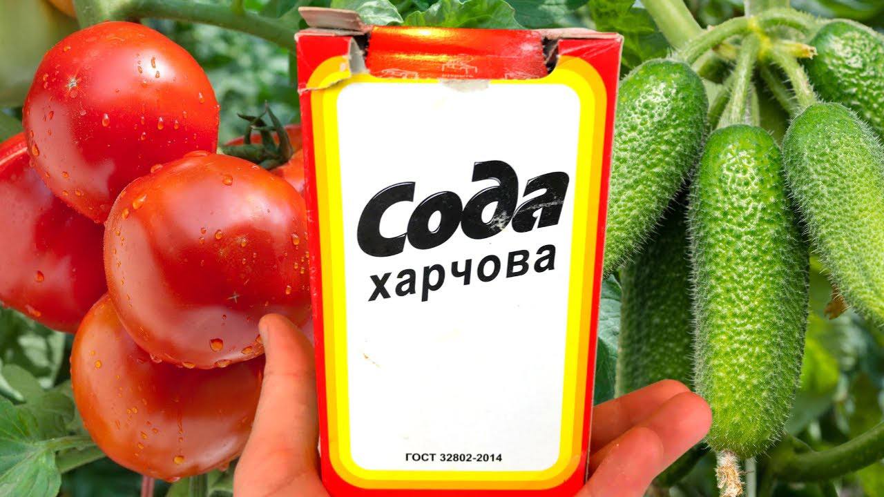 Городники назвали засіб, який подарує розкішний урожай огірків та інших овочів