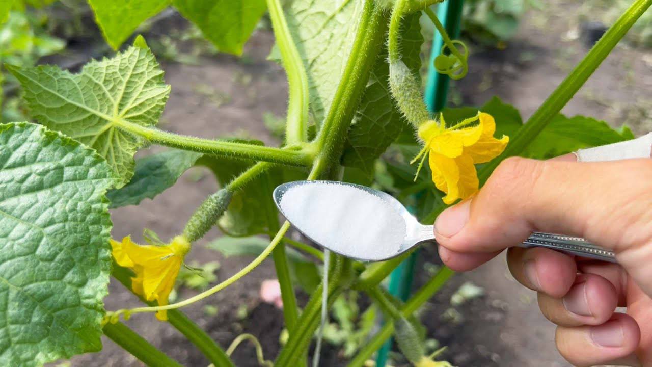 Городники назвали засіб, який подарує розкішний урожай огірків та інших овочів