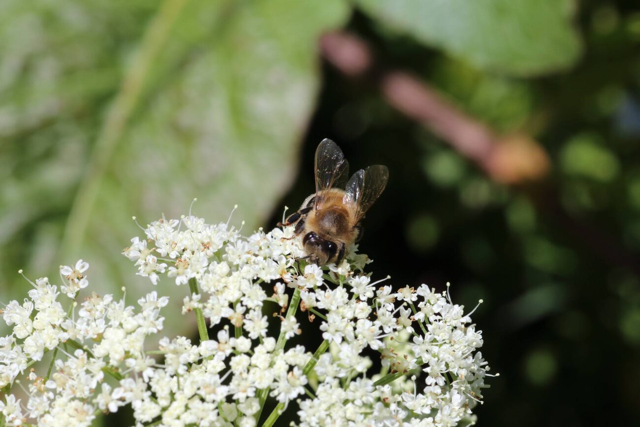 Садівники розповіли, як легко позбутися яглиці на дачній ділянці