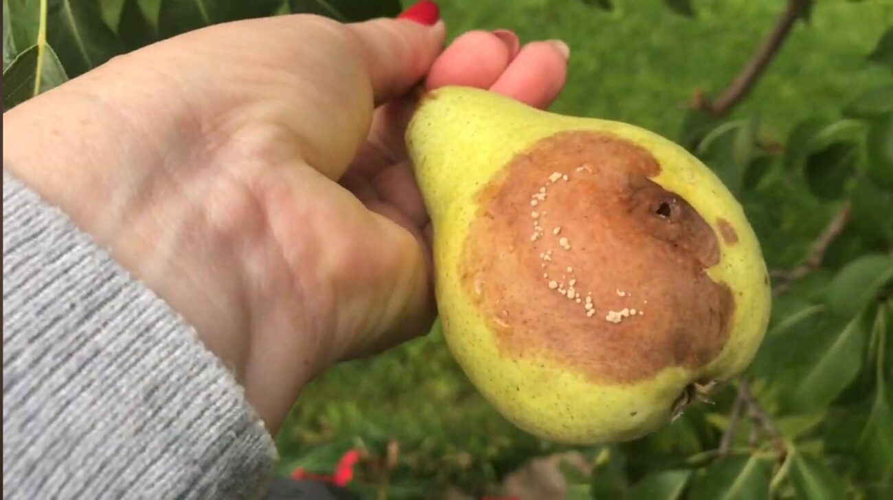 Садівники розповіли, чому гниють груші на дереві та як врятувати урожай