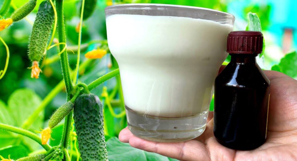 Листя на огірках не жовтіє, а врожай збираю 10-літровими відрами до заморозків – допомагають йод та молоко 