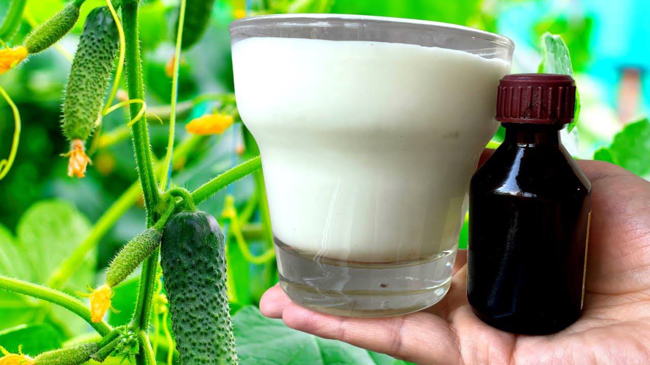 Городники розповіли, чим підживити огірки, якщо на них жовтіє листя 