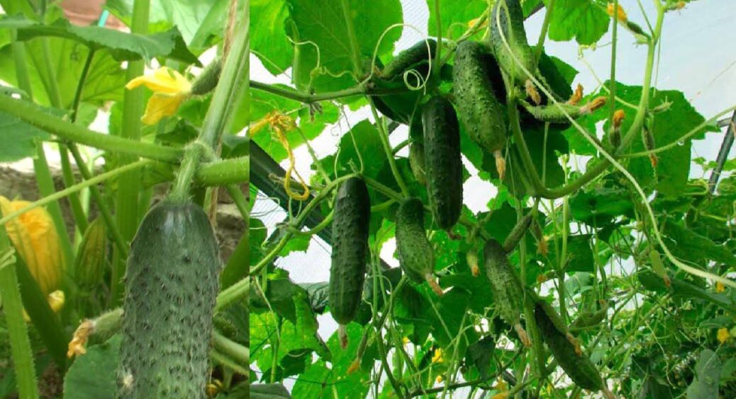 У серпні-вересні немає “відбою” від огірків! Кожні 7 днів поливаю їх “сіллю” – і вони зеленіють до жовтня 