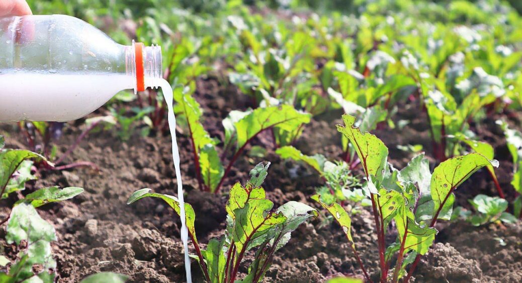 Потужна фінальна “підкормка” для буряка: без неї солодких плодів не дочекаєтеся, працює на 100% – перевірено 