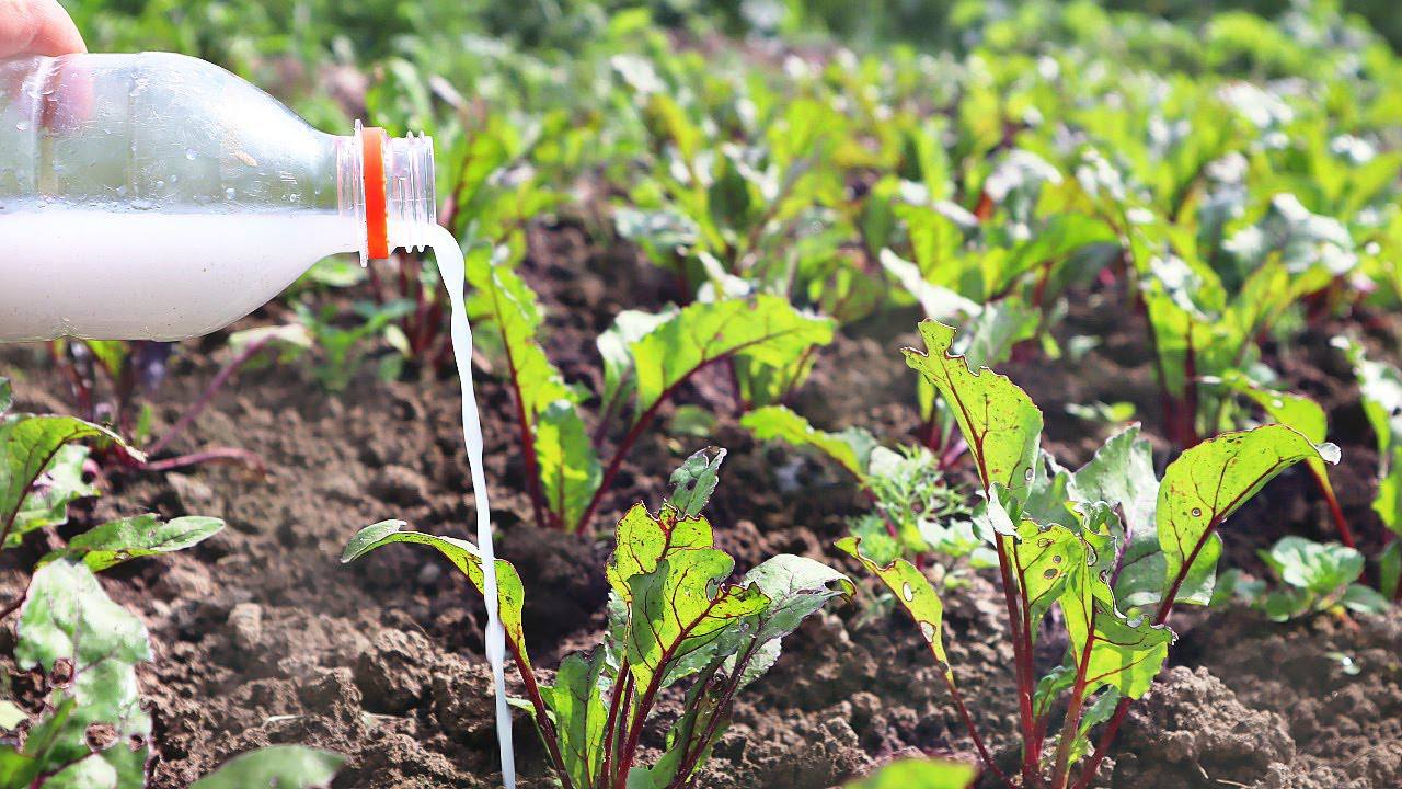Городники розповіли, чим підгодувати буряк у серпні