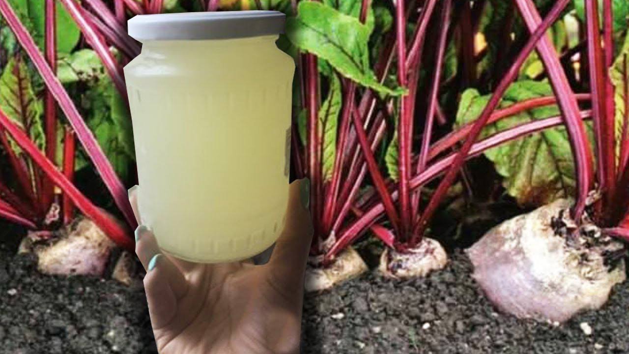 Городники розповіли, чим підгодувати буряк у серпні