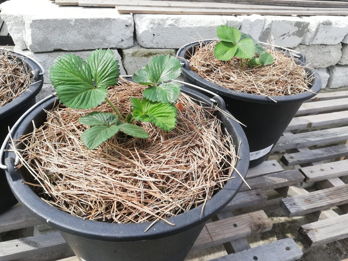 Садівники розповіли, як правильно і навіщо взагалі пересаджувати полуницю наприкінці літа