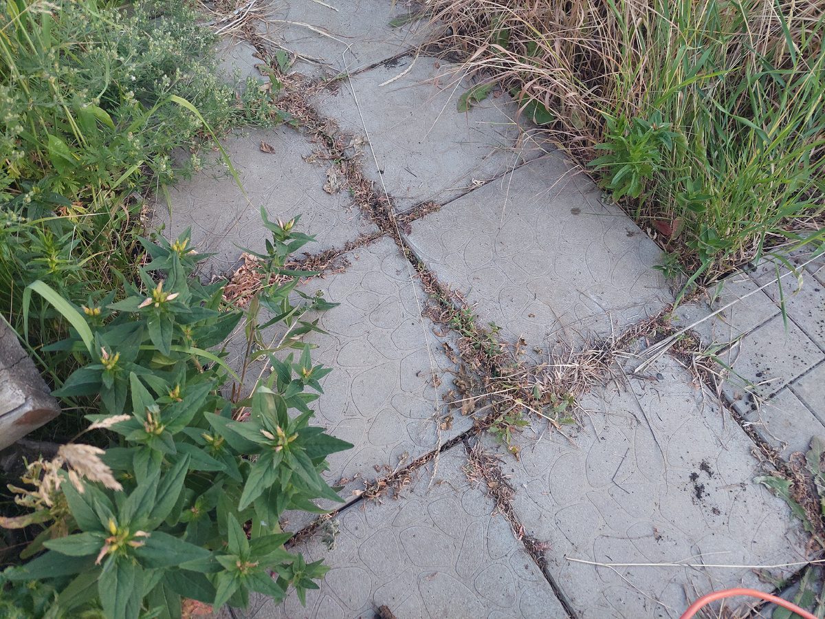 Експерти розповіли, як легко позбутися трави між плитками