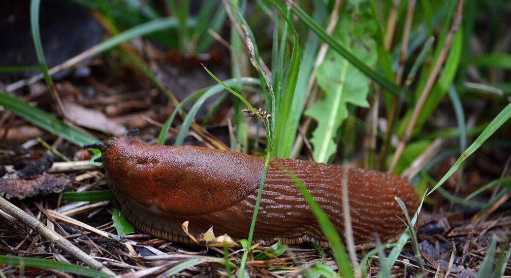 Сусідка зібрала відро слимаків за вечір: головне – зробити 1 хитрість після 19:00, аби вони не повернулись 