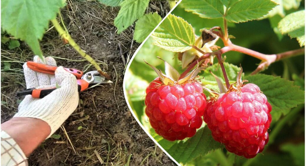 Бабусина “схема” працює вже 17 років: коли та як обрізати малину на зиму – віддячить відрами ягід 