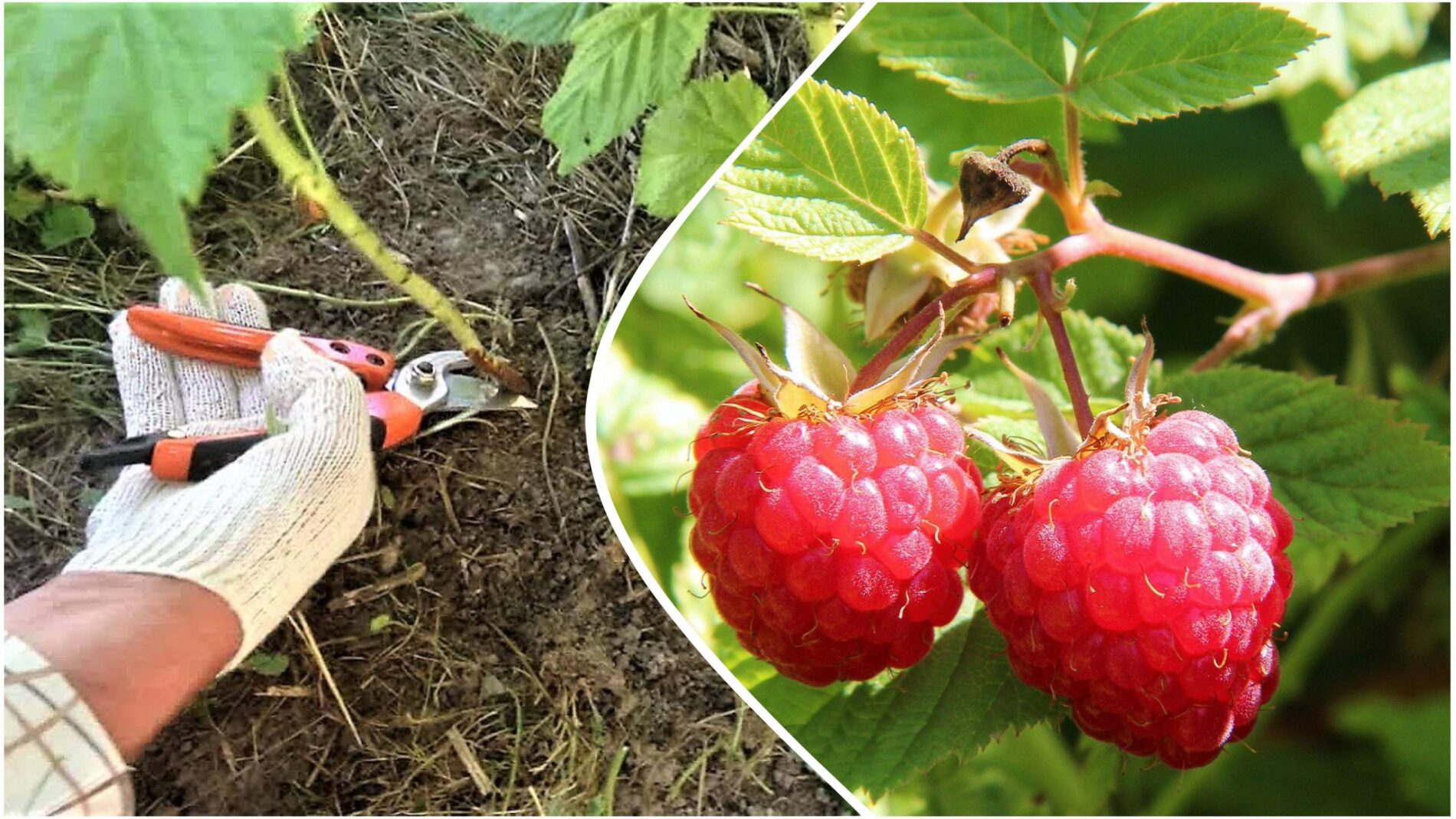 Садівники розповіли, як і коли обрізати малину на зиму