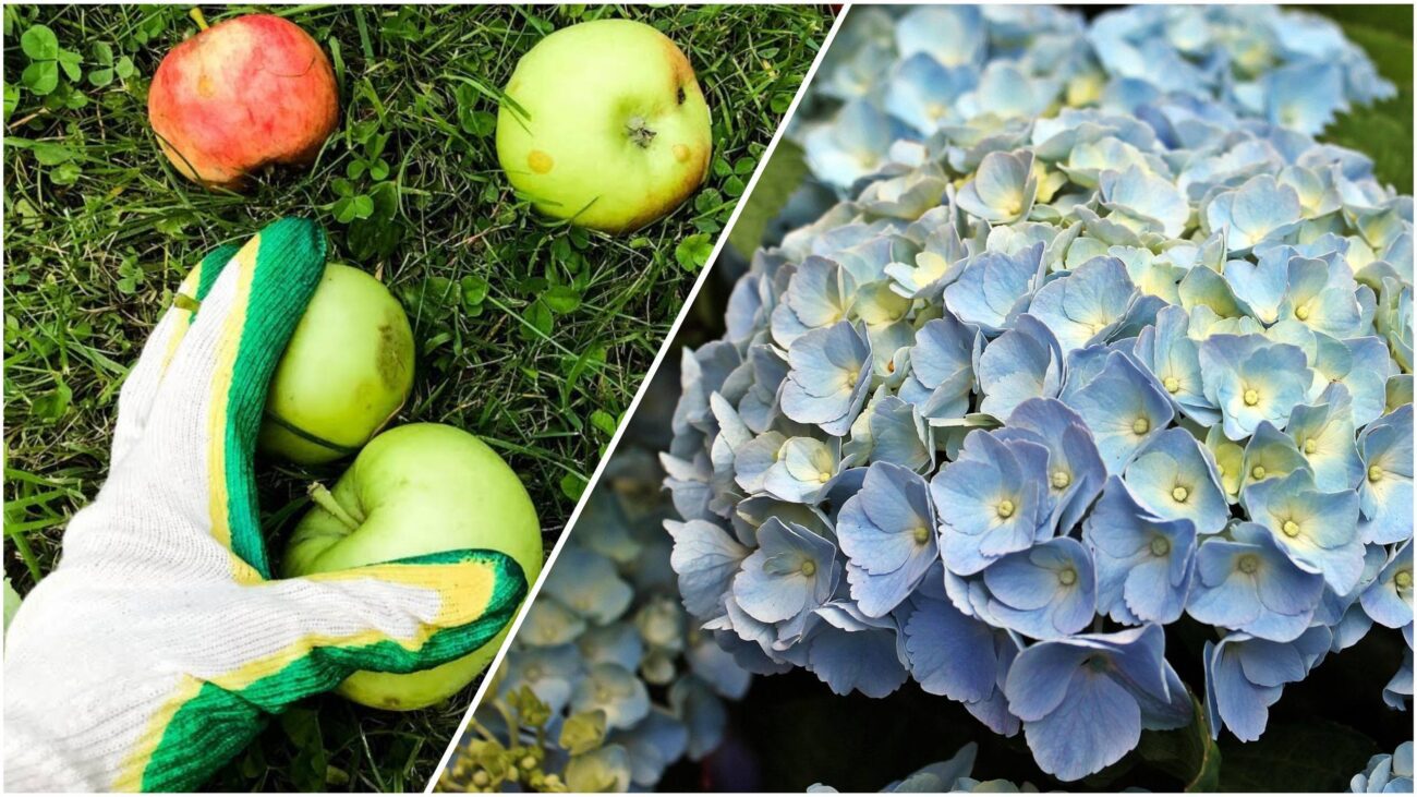 Квітникарі розповіли, як із опалих яблук у серпні зробити добриво для гортензій