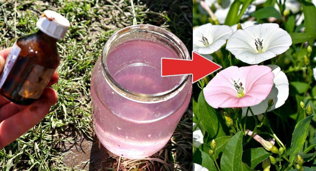 Викопувати марно: ось як мені вдалося вивести берізку з ділянки – 3 етапи “потужної” боротьби з бур’яном 