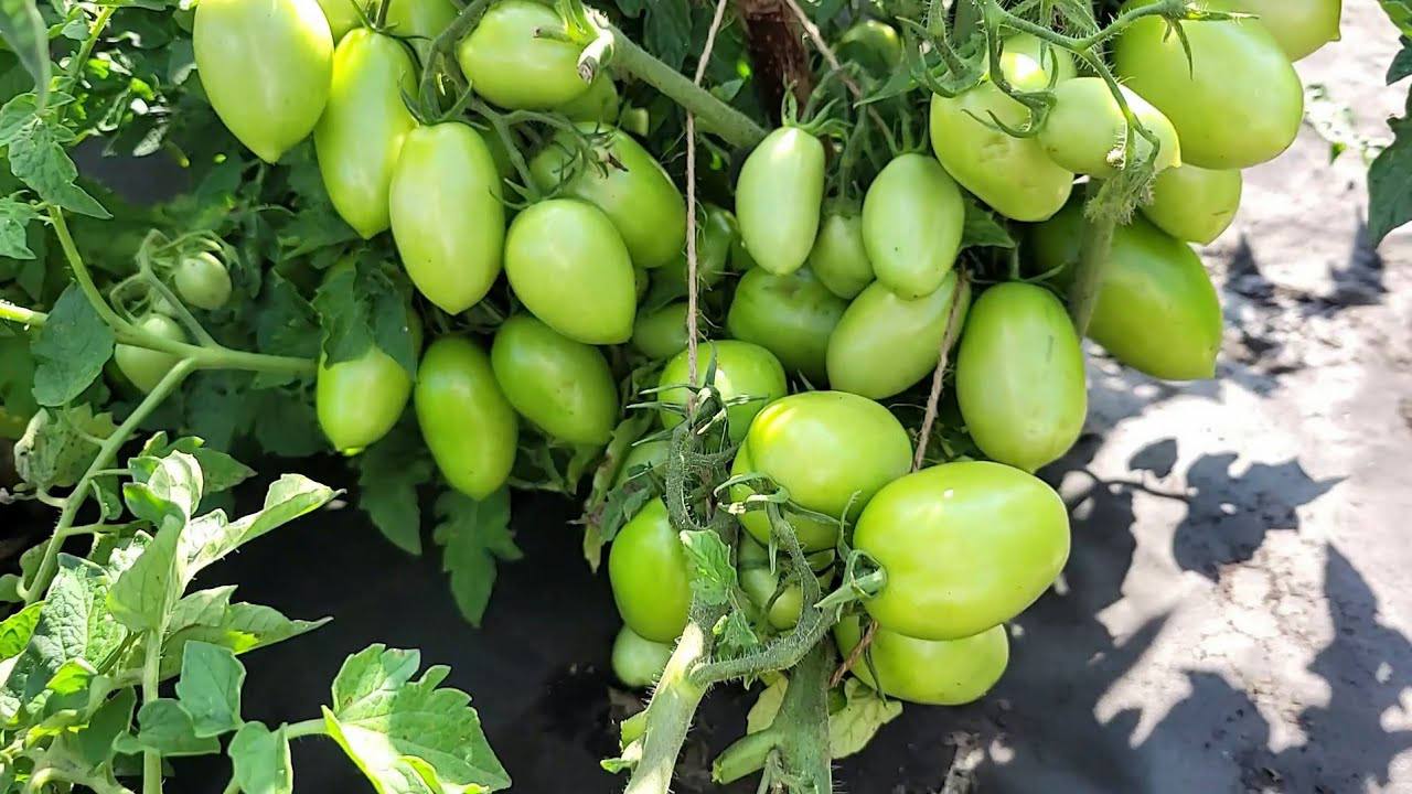Садівники поділилися рецептом серпневого комплексного підживлення для томатів