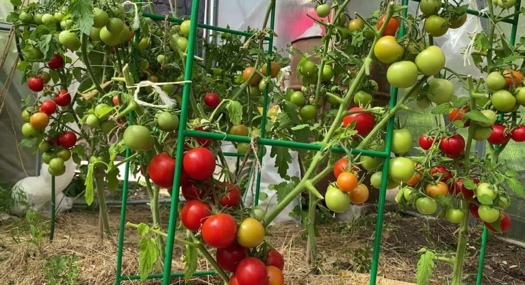 Пасинкую томати 3 рази за сезон – і кущі стоять міцні як дуби: секрет правильної підв’язки без стресу 