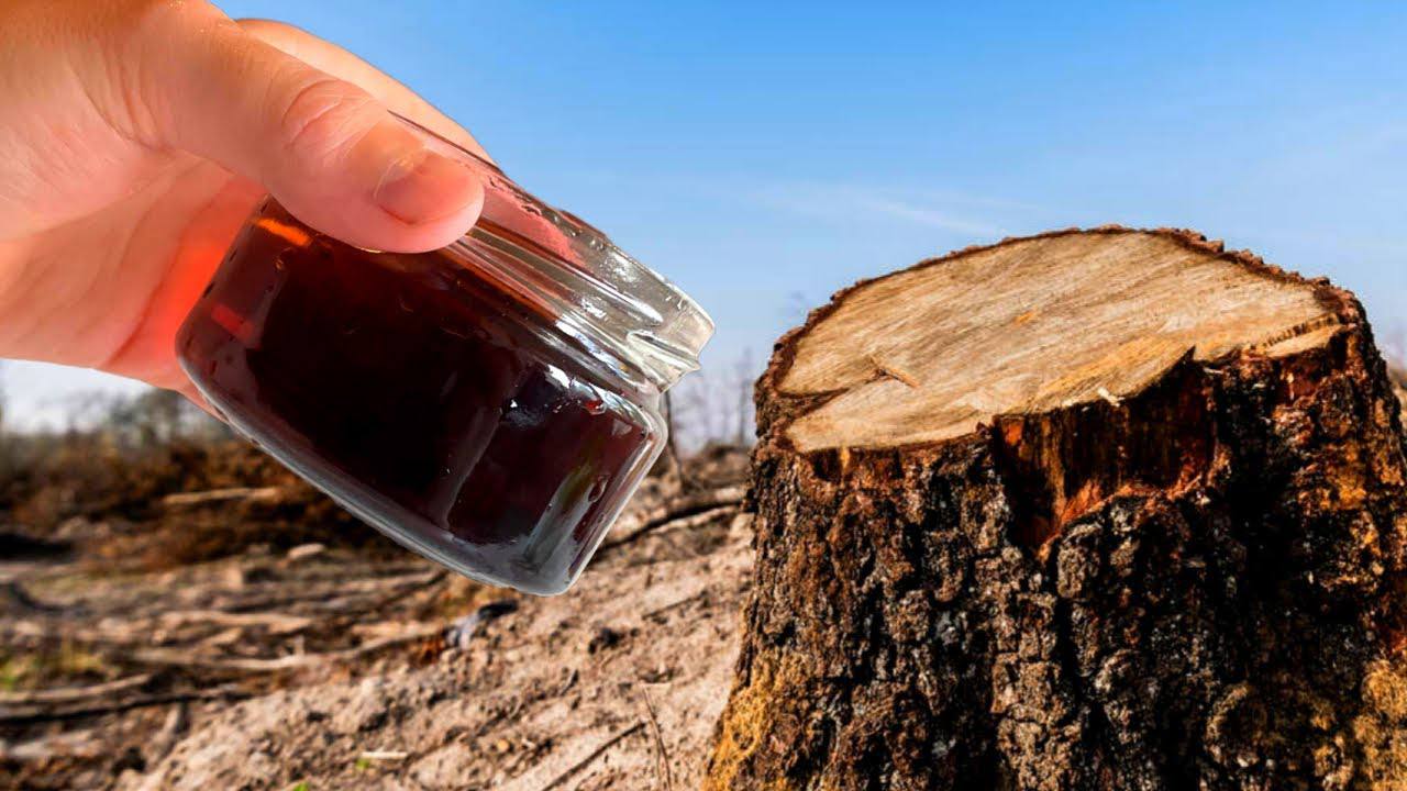 Експерти розповіли, як швидко позбутися пеньків на ділянці