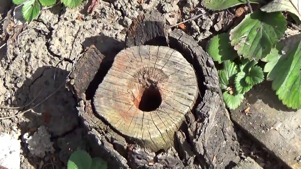 Дачники розповіли, як легко видалити пеньок із ділянки