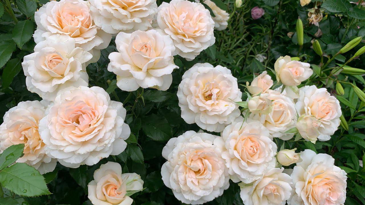 Садівники розповіли, якими добривами можна підживити троянди восени