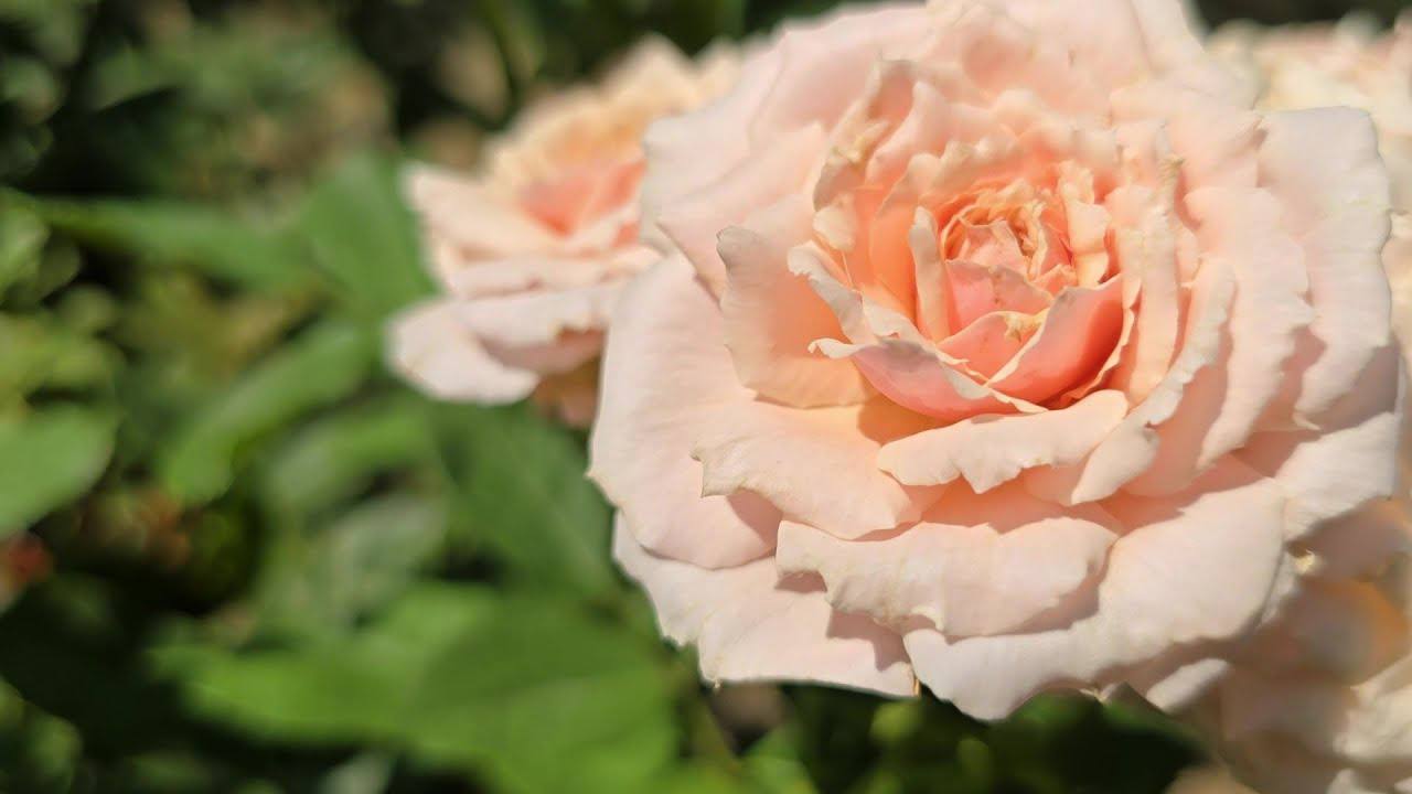 Квітникарі розповіли, як підготувати кущі троянд до осені