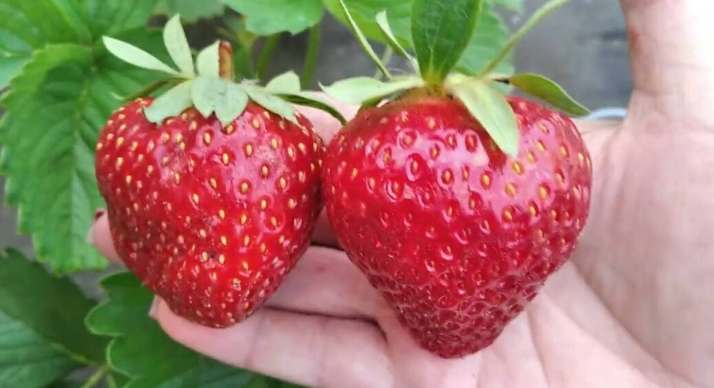 Бабуся радила поливати полуницю цим відваром: ягоди соковиті, а кущі не знають хвороб уже десятки років 
