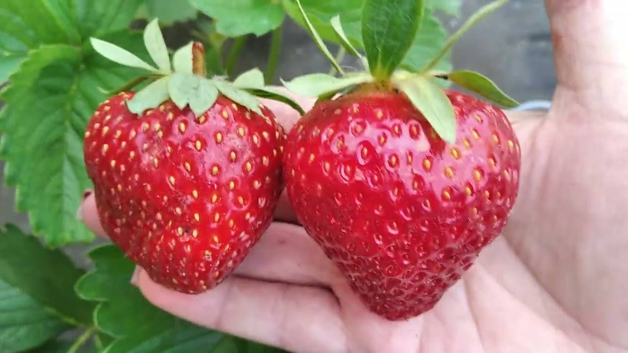 Агрономи розповіли, як правильно доглядати за полуницею в серпні