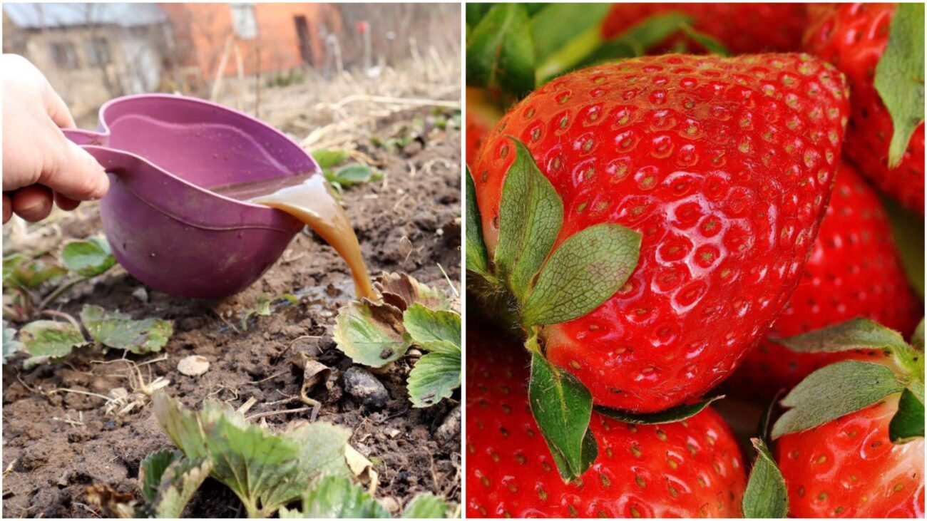 Агрономи розповіли, як правильно доглядати за полуницею в серпні