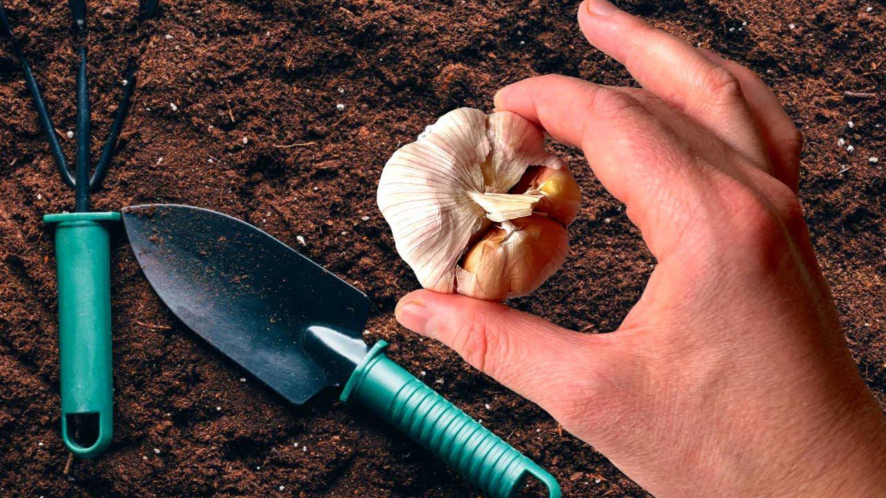 Городники назвали найкраще добриво для вирощування часнику