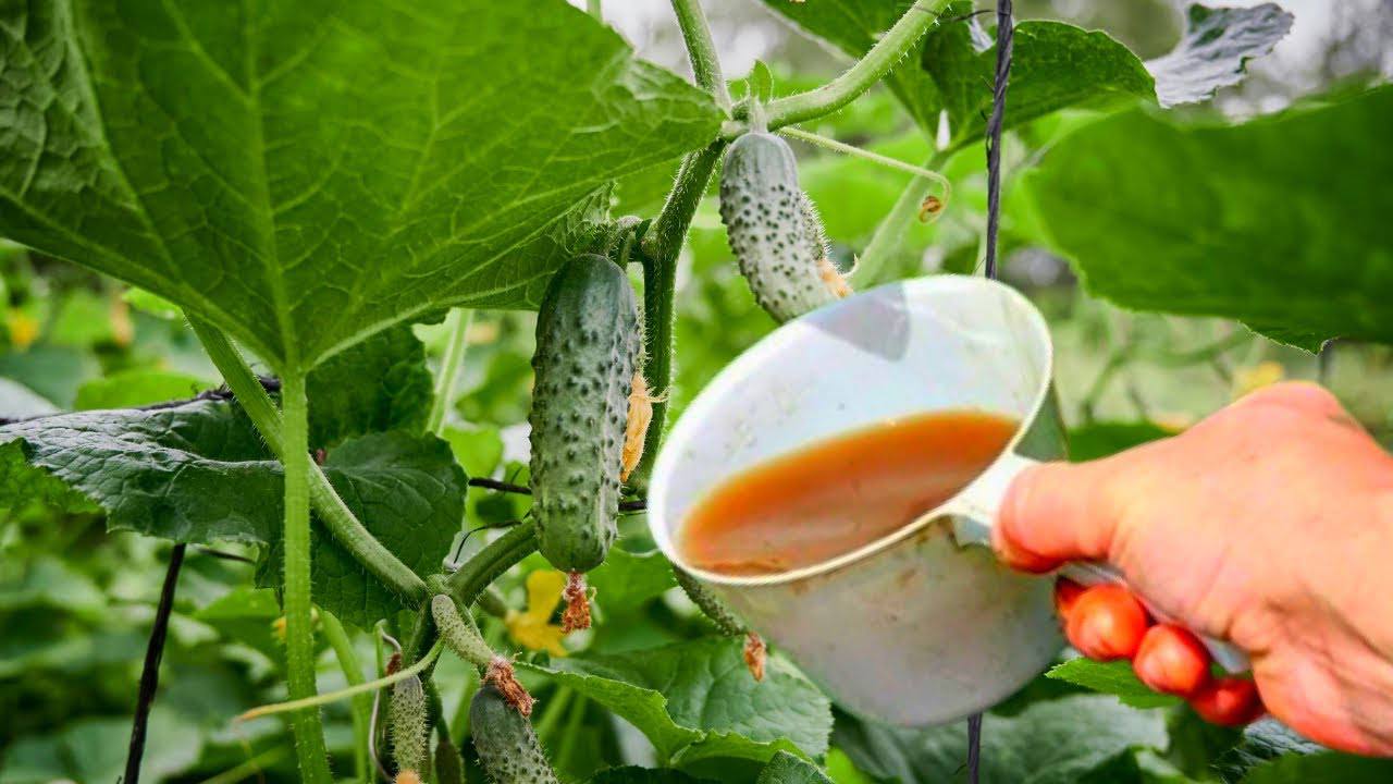 Городники розповіли, чим полити огірки у серпні, щоб вилікувати жовтизну