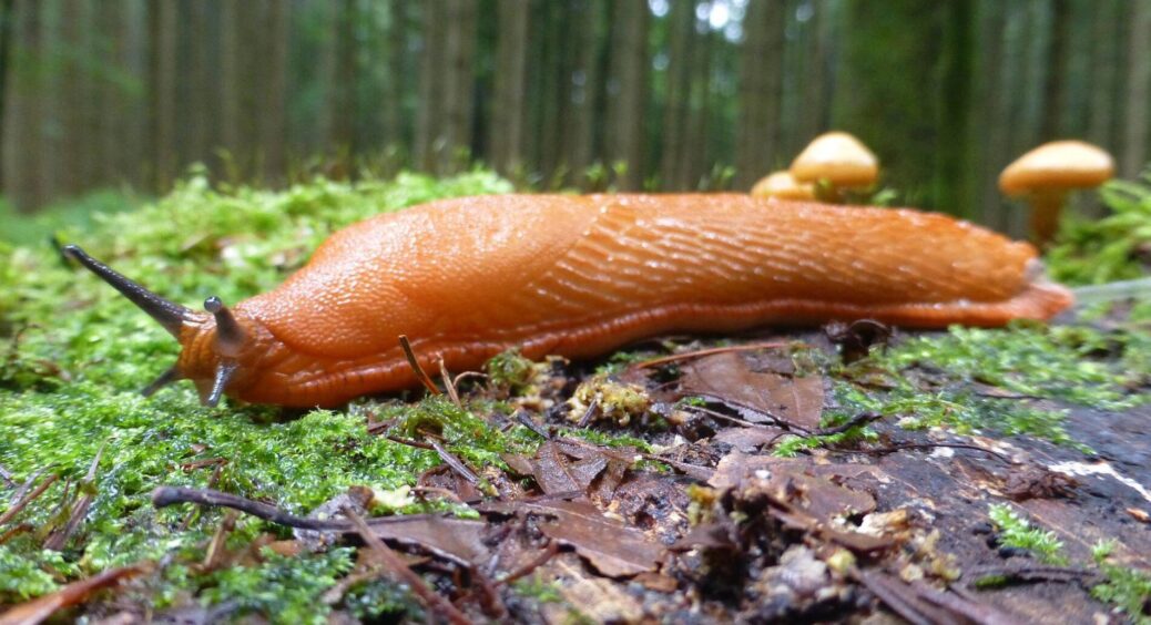 300 грн за засіб проти слимаків – це перебір: дешевий аналог за 10 грн працює не гірше дорогого 