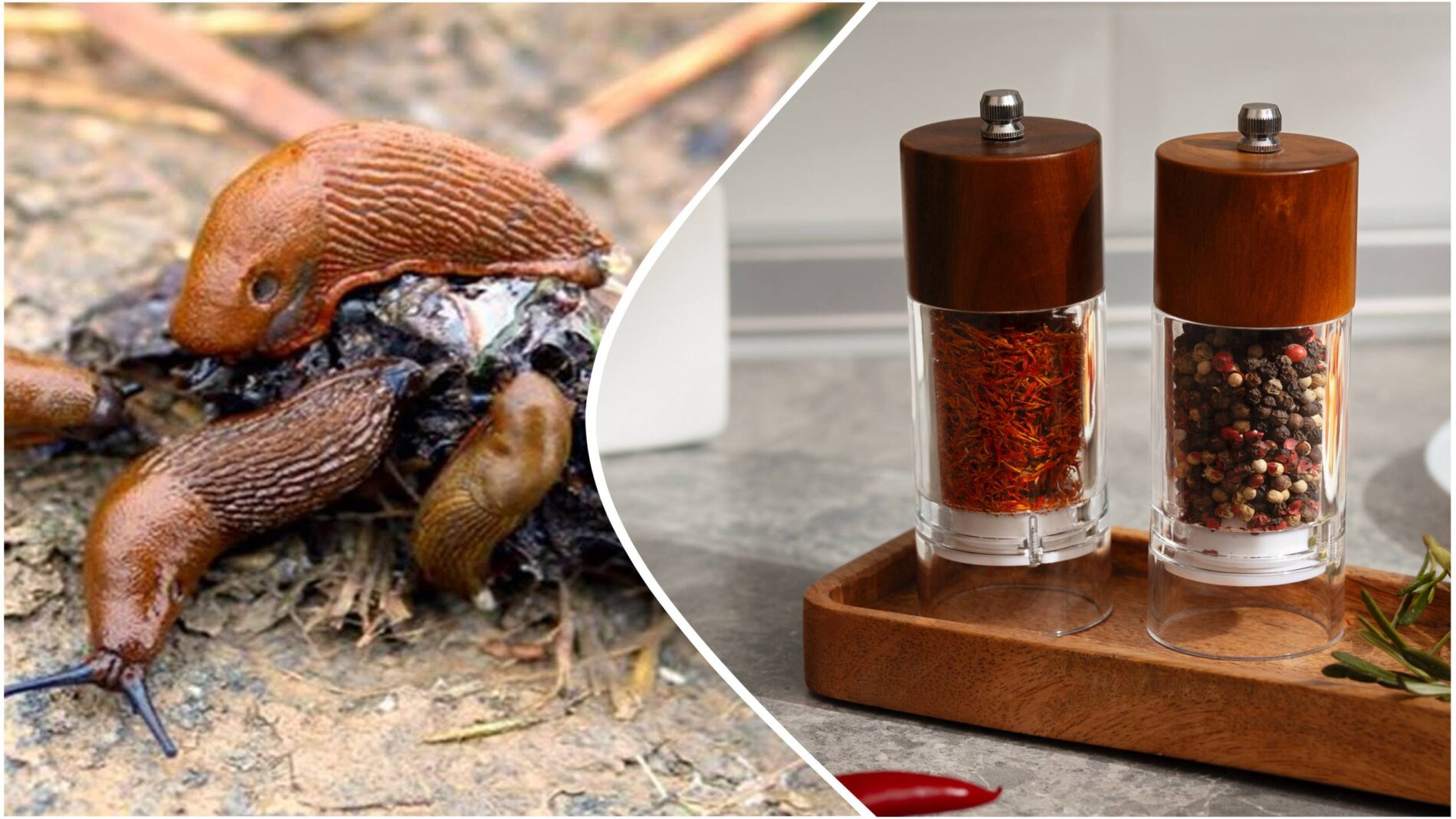 Садівники розповіли, як прогнати слимаків із городу раз і назавжди