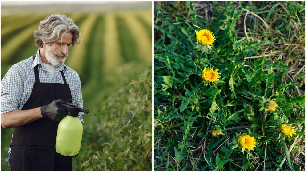 Городники розповіли, як надовго позбутися бур'янів на ділянці всього за 1 ніч