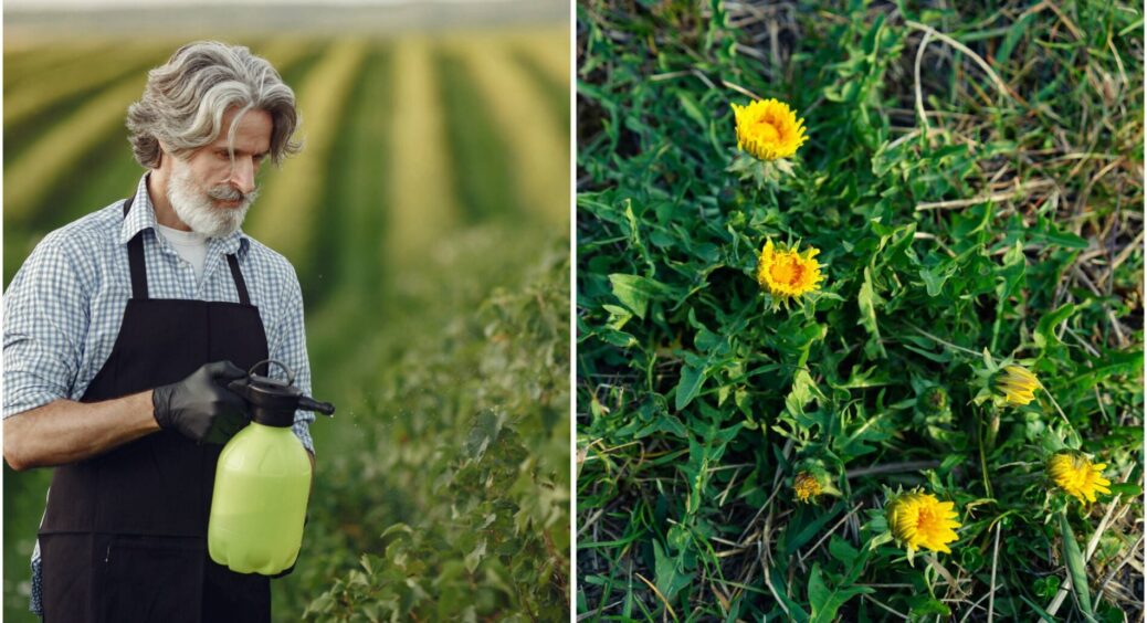 На найближчі 5 років забуваю про бур’яни: всього 3 пшики, але які потужні – це не “Вуду”, а супер трюк 