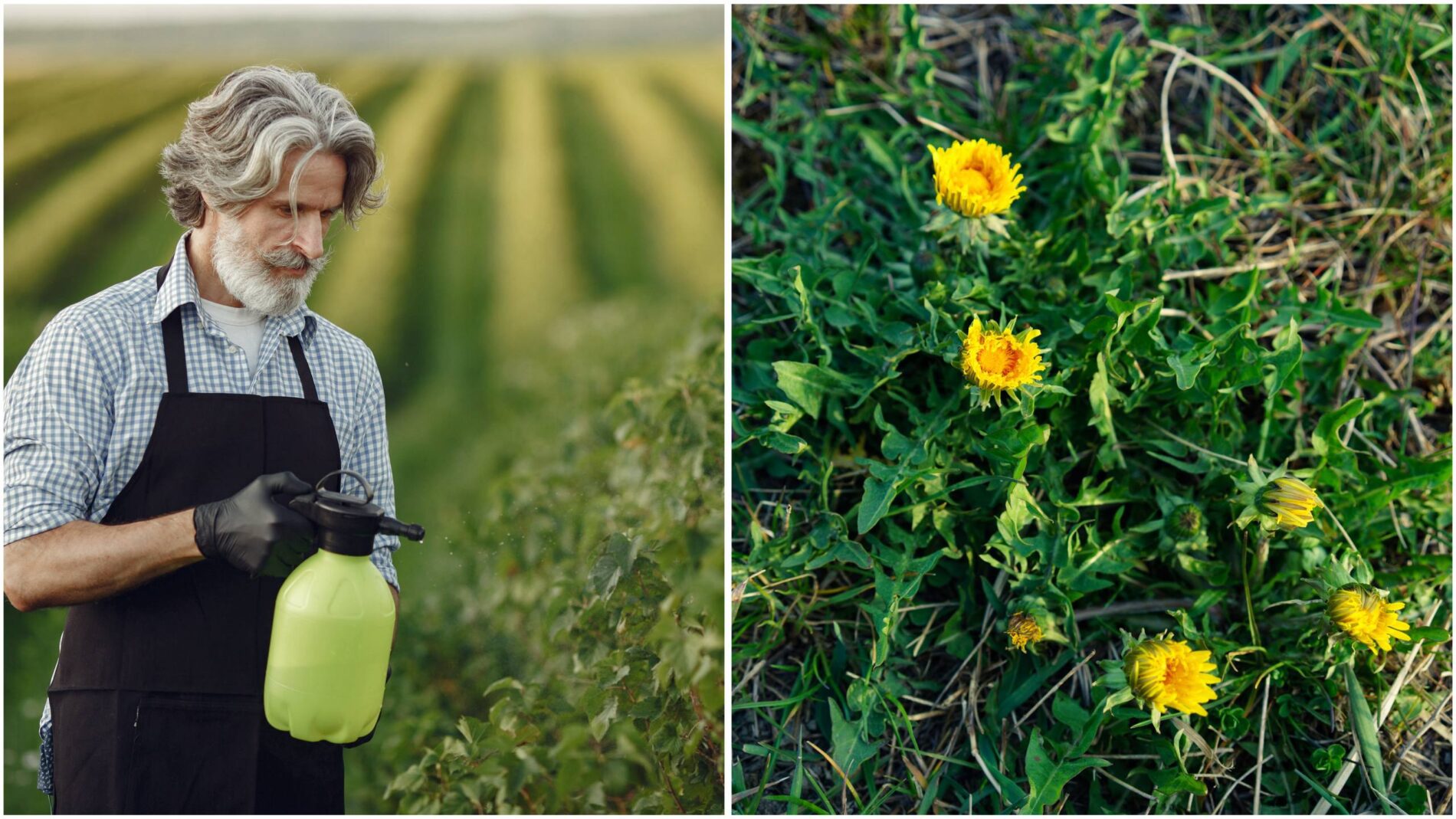 Городники розповіли, як надовго позбутися бур'янів на ділянці всього за 1 ніч